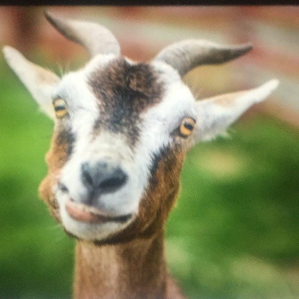 Meet your Posher, Marcelo
